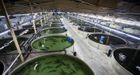 Aquaculture and Environment(CSR)