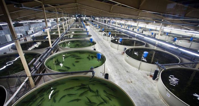 Aquaculture and Environment(CSR)
