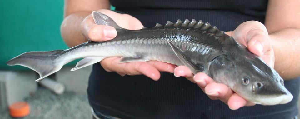 Aquaculture and Environment(CSR)