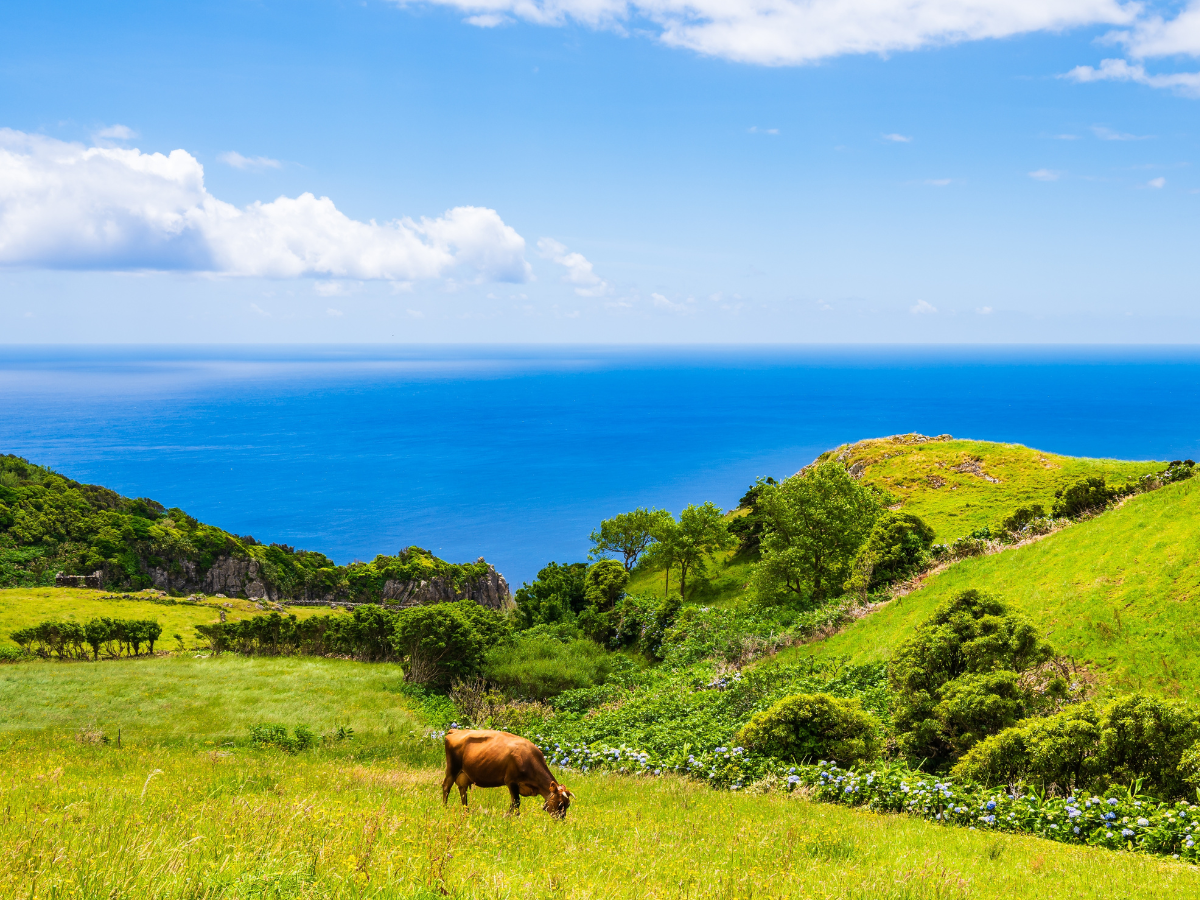 Nature, Land & Sea