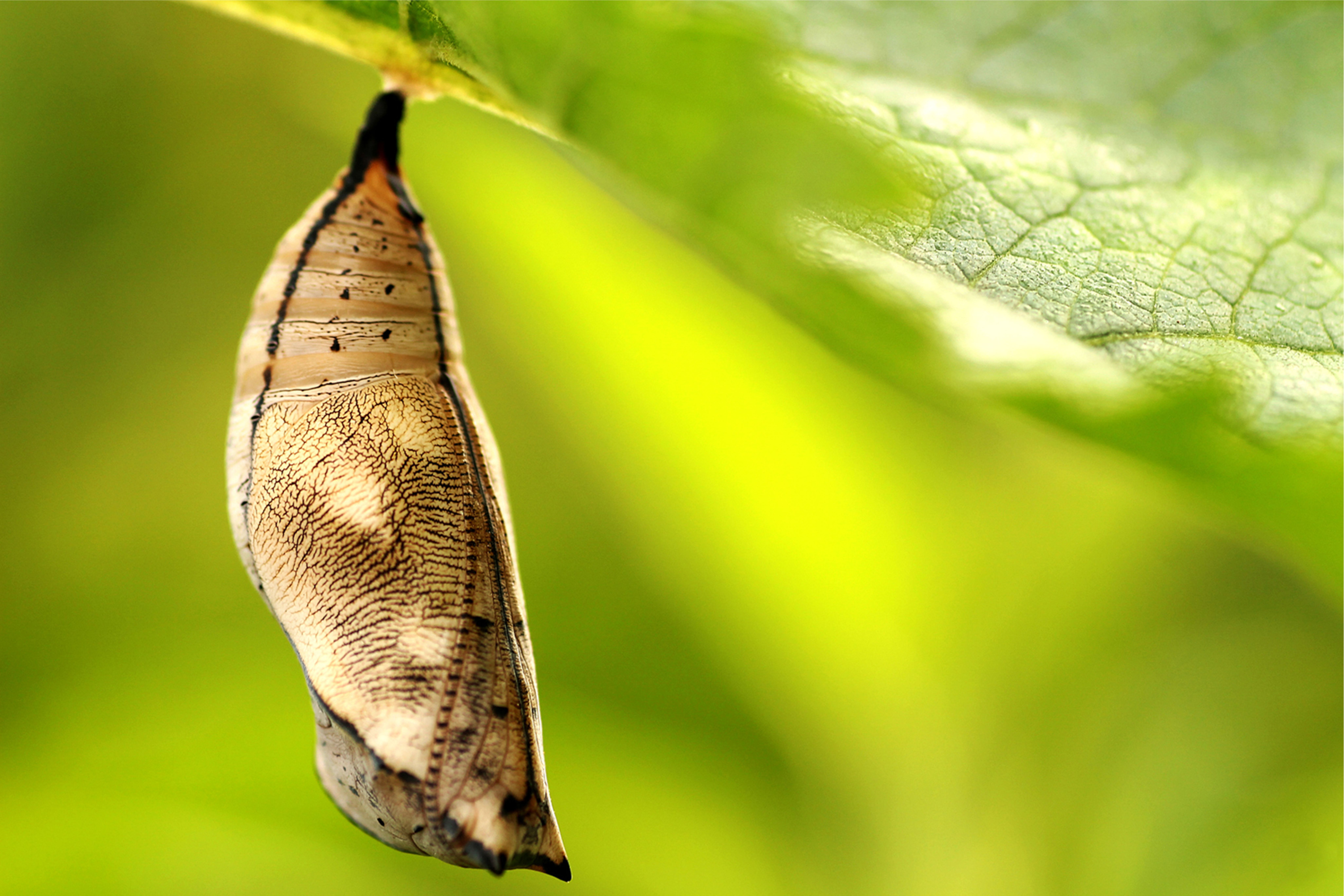 Cocoon