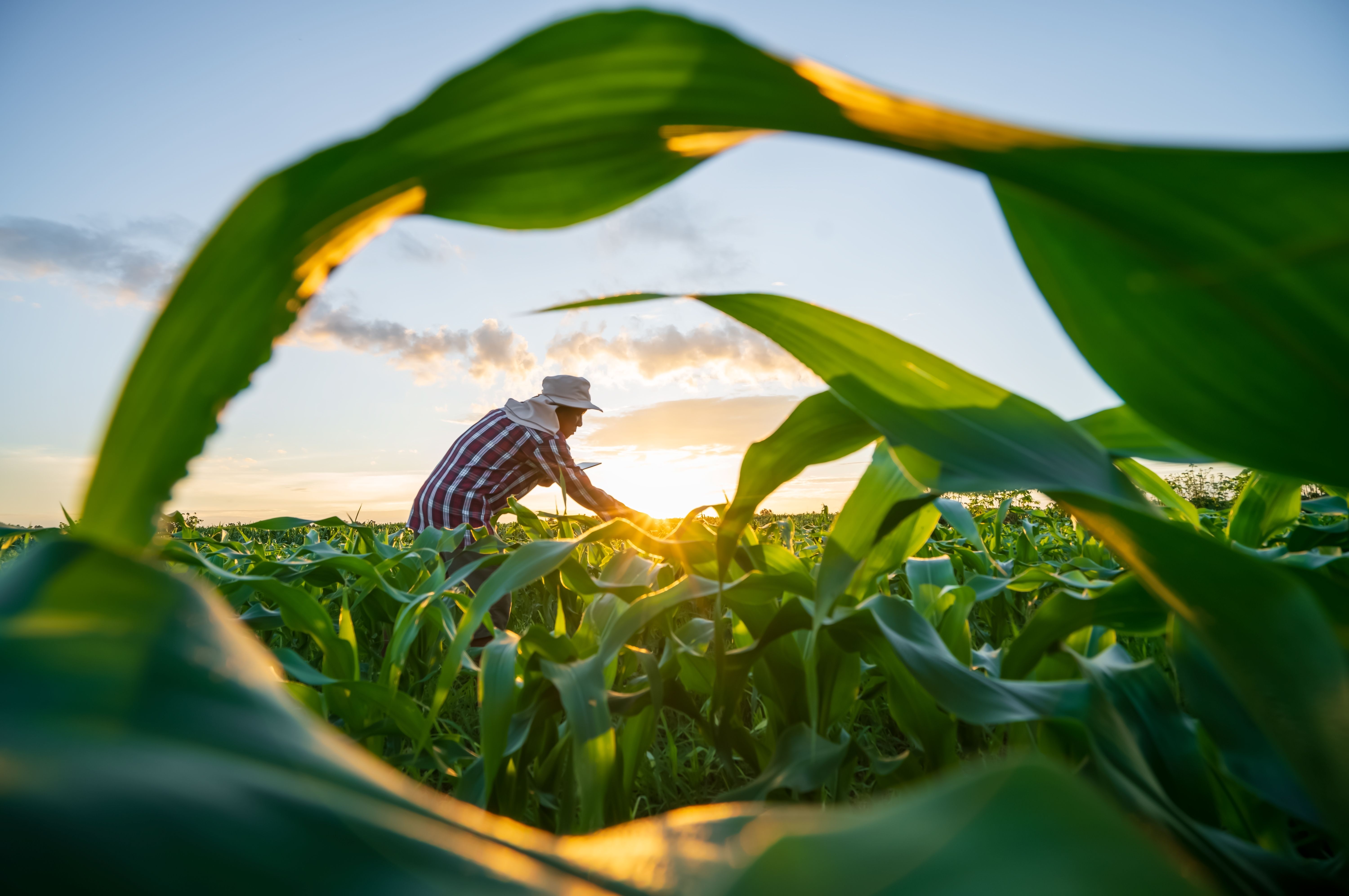 farmer