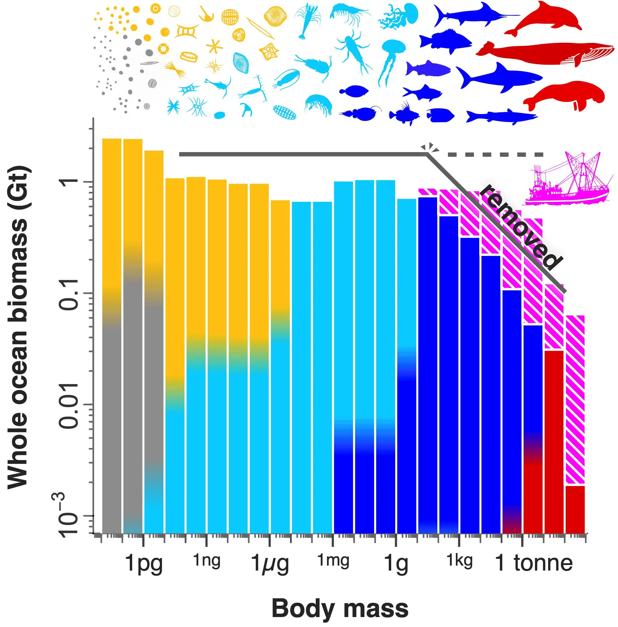 Humans have fundamentally altered the marine life pyramid.