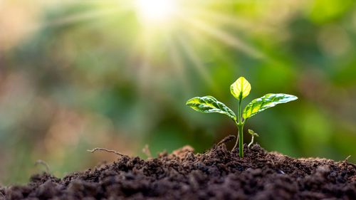 Startup Growth Strategy