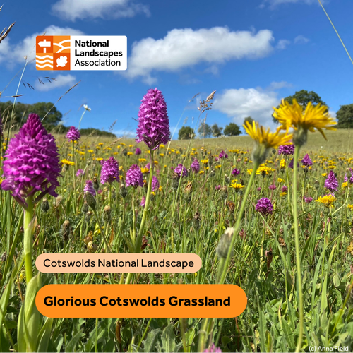 Glorious Cotswolds Grasslands