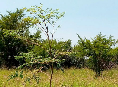 Restore - Reforestation