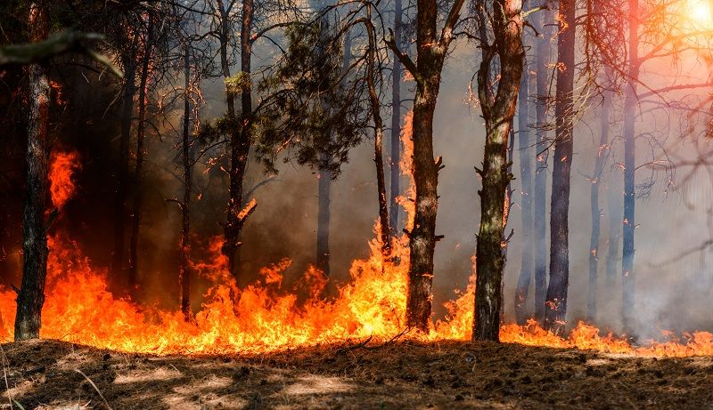Wildfire Risk