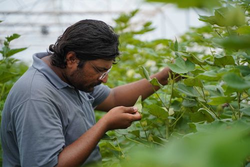 Hydroponic cotton