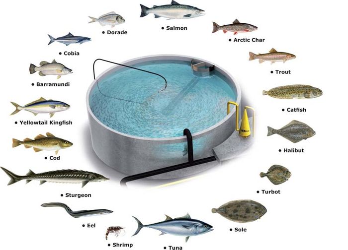 Aquaculture and Environment(CSR)