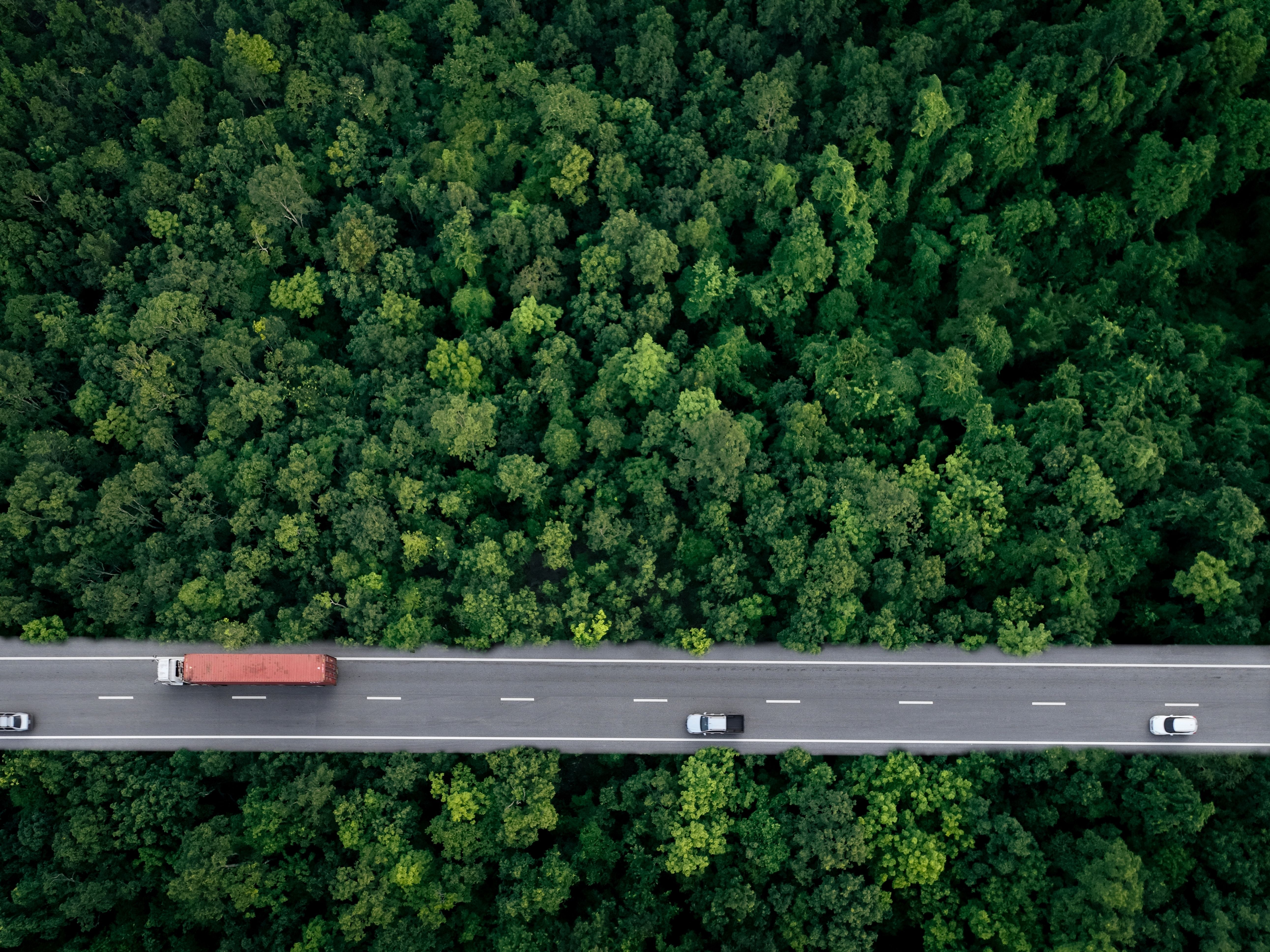 Road through forest