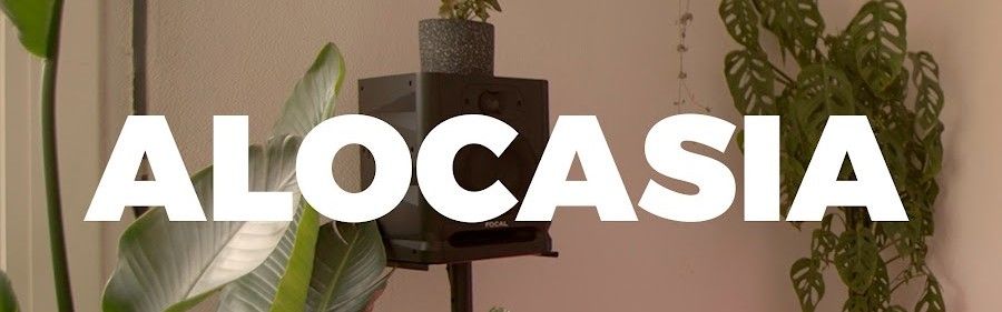 Alocasia