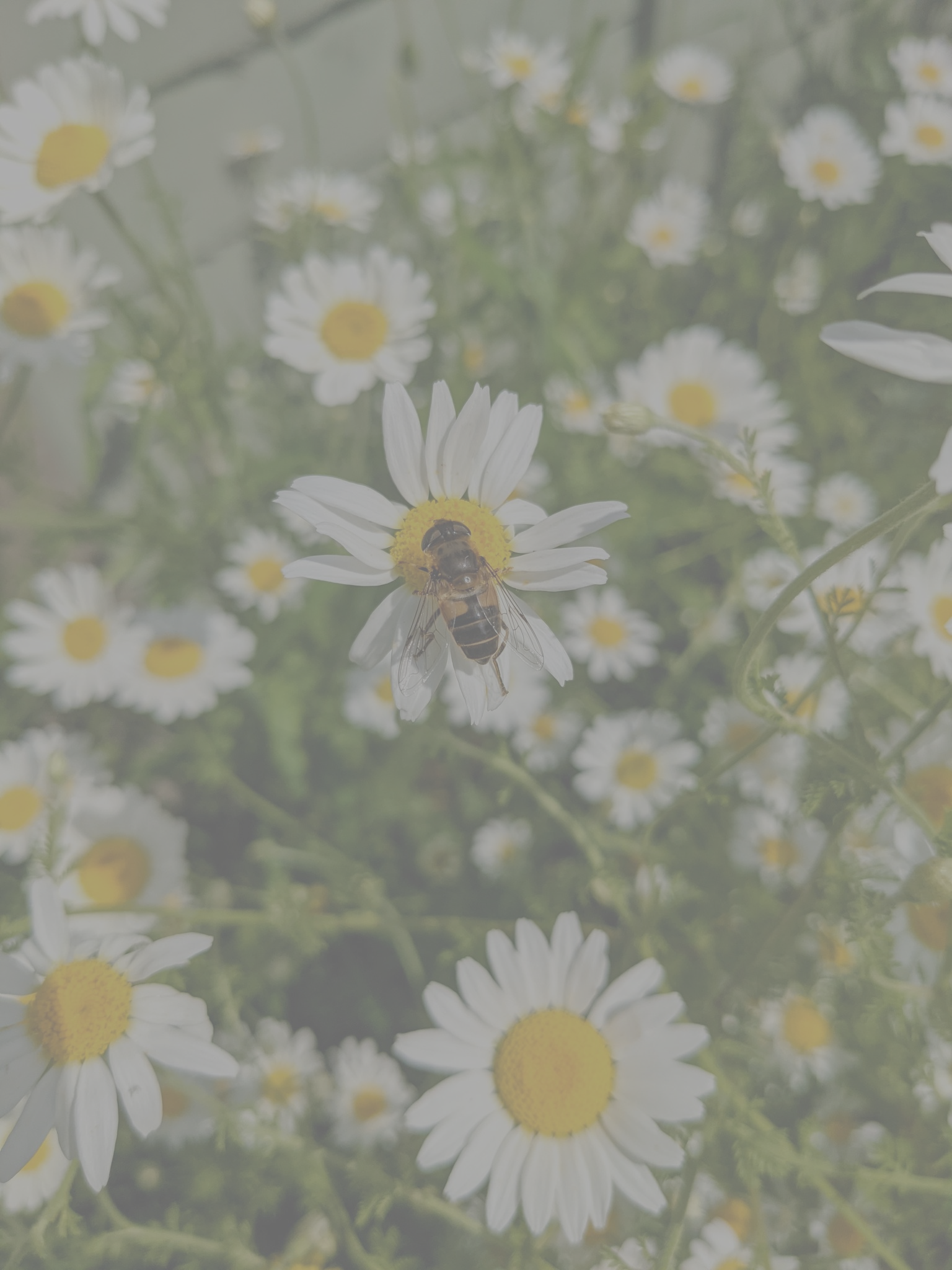image of bees and daisies