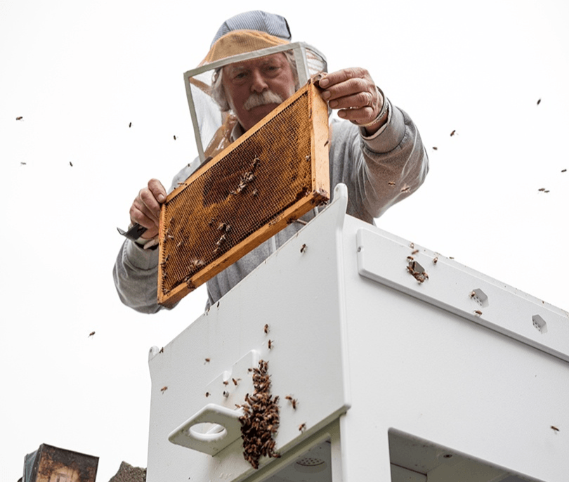 Bee Hive Allows You to Save the Bees From Your Own Backyard