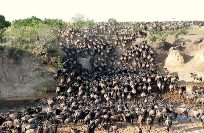 Experience the Serengeti Great Migration with Heavenly Wonders Safari