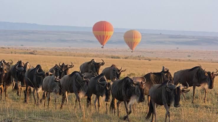 Experience the Serengeti Great Migration with Heavenly Wonders Safari