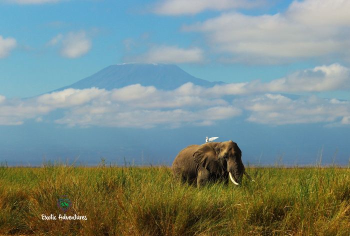 Kenya & Tanzania Wildlife Observation/Photography Tours
