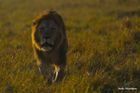 Kenya & Tanzania Wildlife Observation/Photography Tours