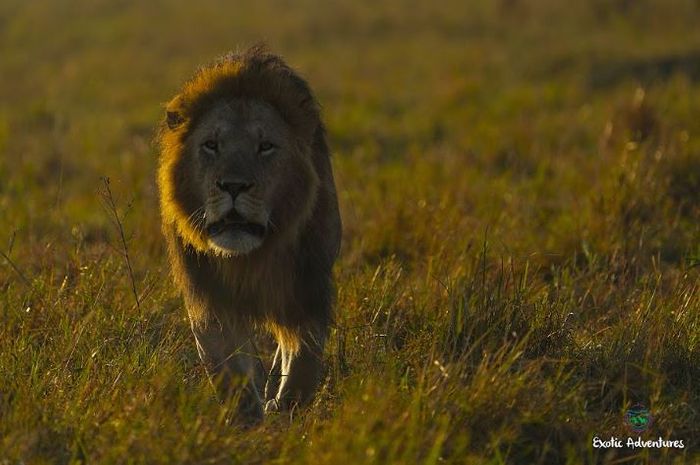 Kenya & Tanzania Wildlife Observation/Photography Tours