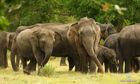Sri Lanka Wildlife Tours