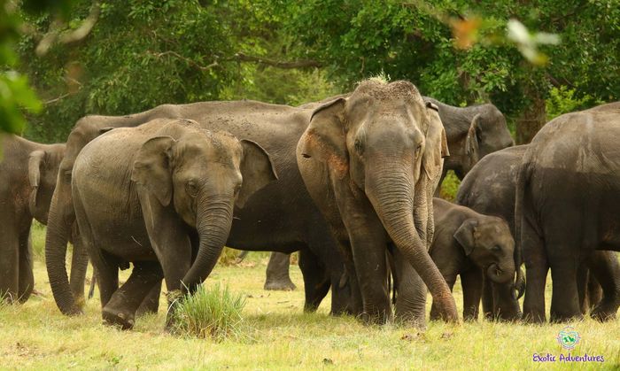Sri Lanka Wildlife Tours