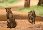 Sri Lanka Wildlife Tours