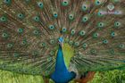 Sri Lanka Wildlife Tours