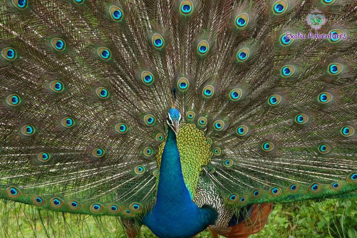 Sri Lanka Wildlife Tours