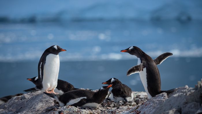 Antarctica. Follow your curiosity.