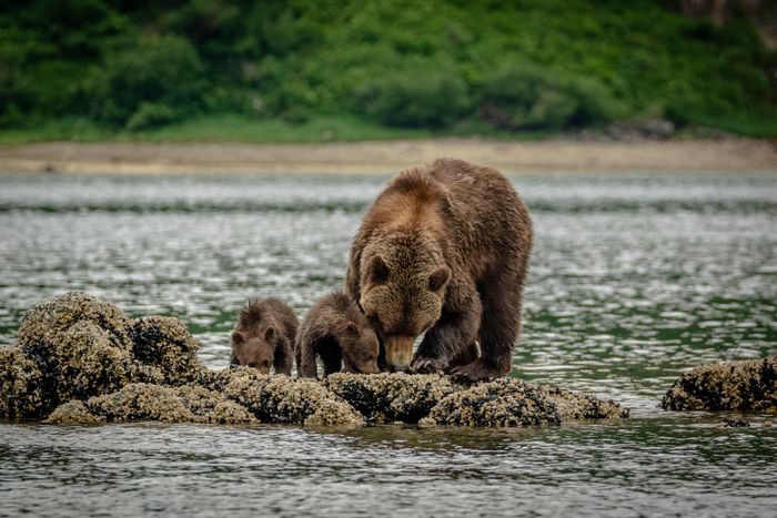 Alaska. Get closer to extraordinary.