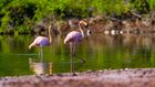 Galápagos Islands. Walk in Darwin's footsteps.