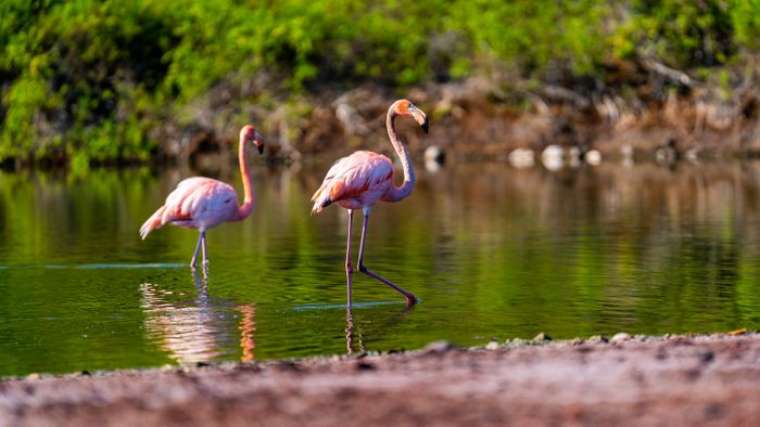 Galápagos Islands. Walk in Darwin's footsteps.