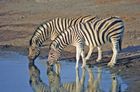 Tanzanian Game Parks and Zanzibar