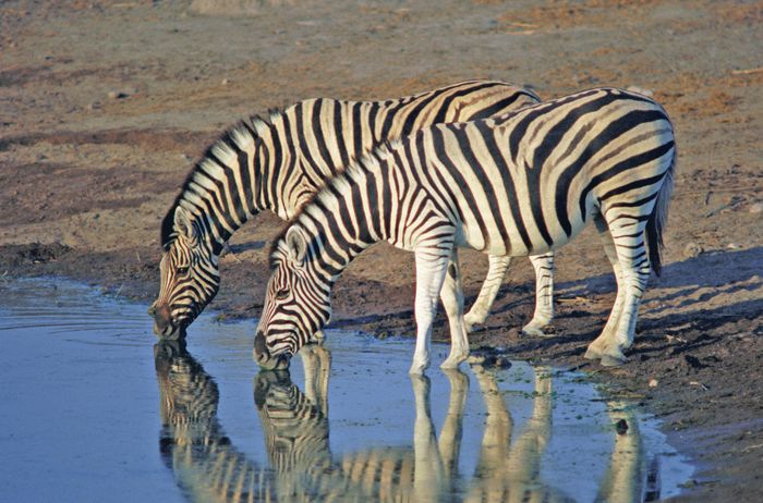 Tanzanian Game Parks and Zanzibar