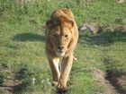 Tanzanian Game Parks and Zanzibar