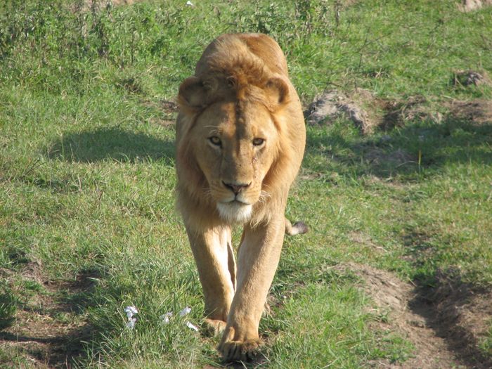 Tanzanian Game Parks and Zanzibar