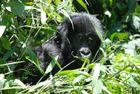 Gorillas and Game Parks Safari