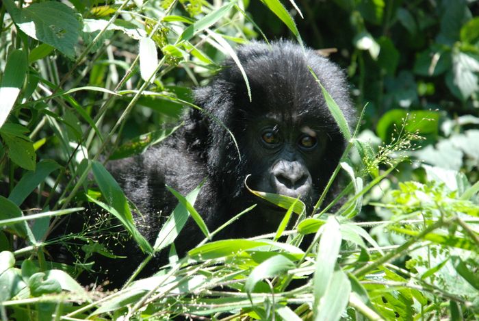 Gorillas and Game Parks Safari