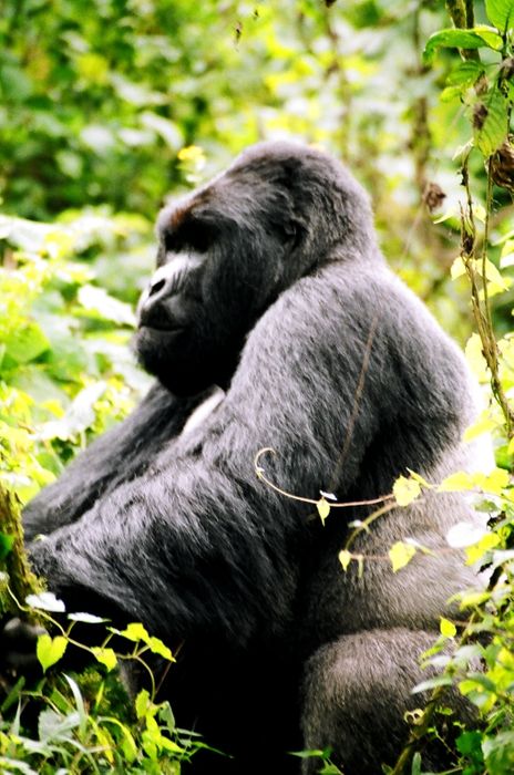 Gorillas and Game Parks Safari