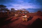 Gorillas, Game Parks and Zanzibar