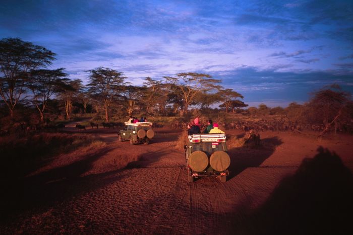 Gorillas, Game Parks and Zanzibar