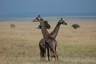 Southern Safari