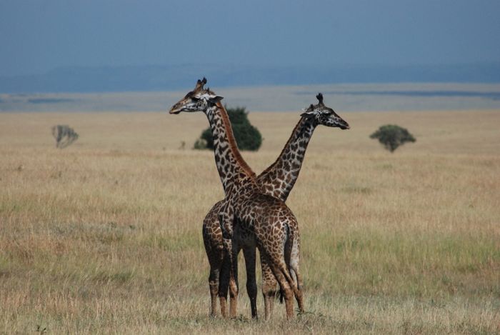Southern Safari