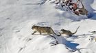 Indian Wildlife Safaries
