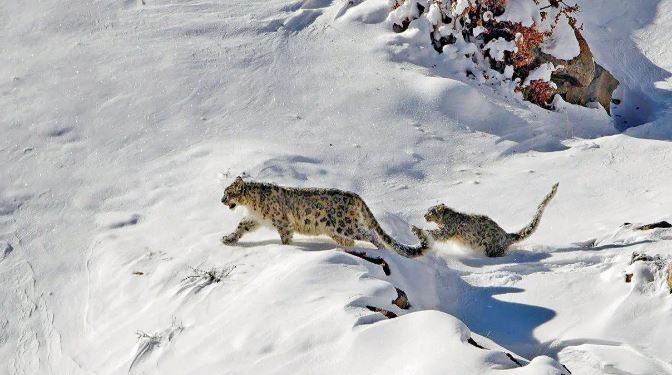 Indian Wildlife Safaries