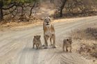 Indian Wildlife Safaries
