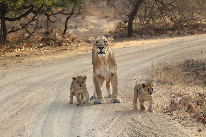 Indian Wildlife Safaries