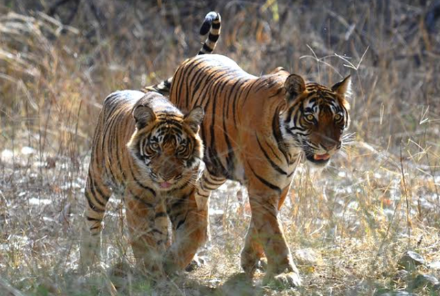 Indian Wildlife Safaries