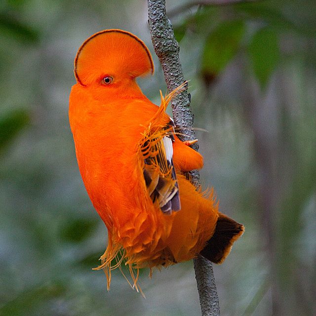 Central & South America - French Guiana, Guyana, Mexico, Suriname