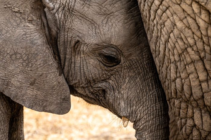 9 Day Tanzania Wildlife Safari