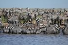 9 Day Tanzania Wildlife Safari